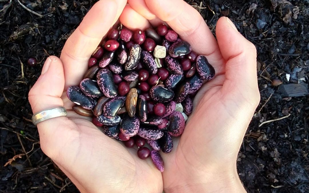 Get your seeds!