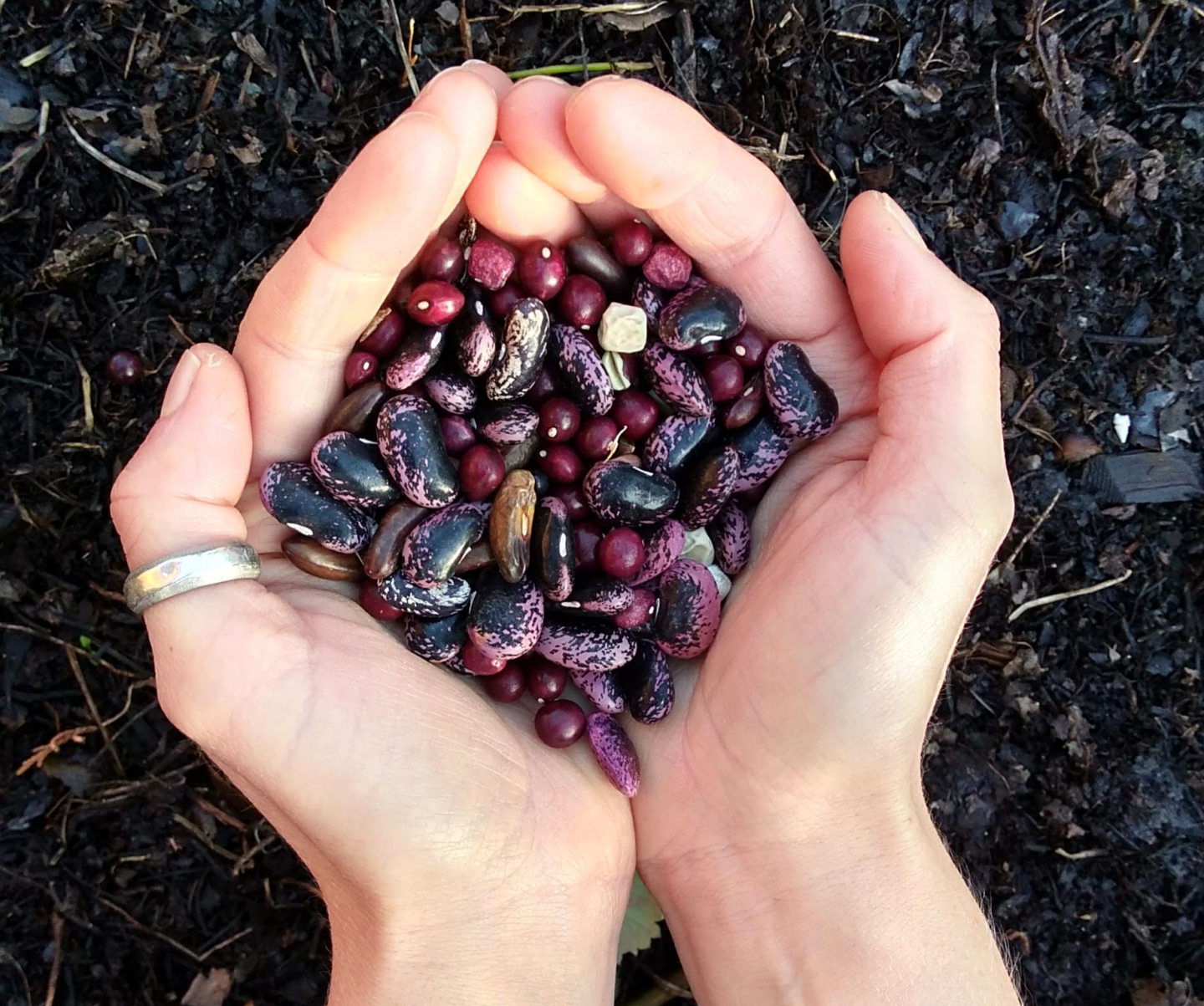Seeds - Kayla Seifried