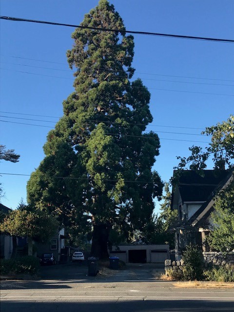 Sequoia