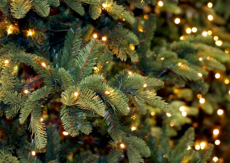Tree and Lights