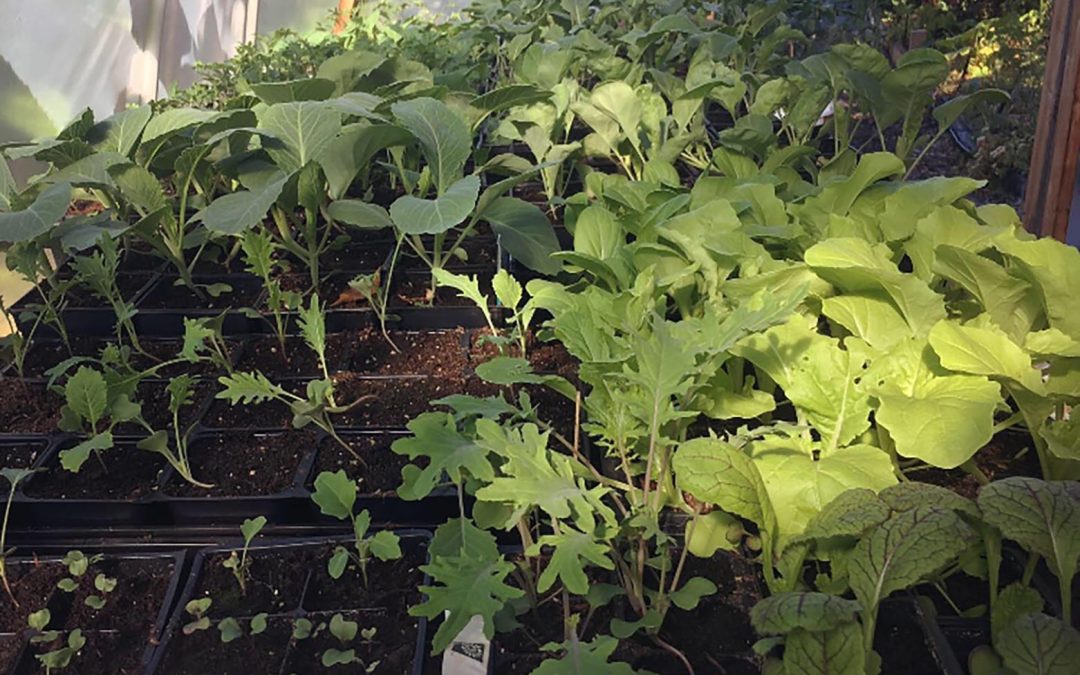 Winter garden planning