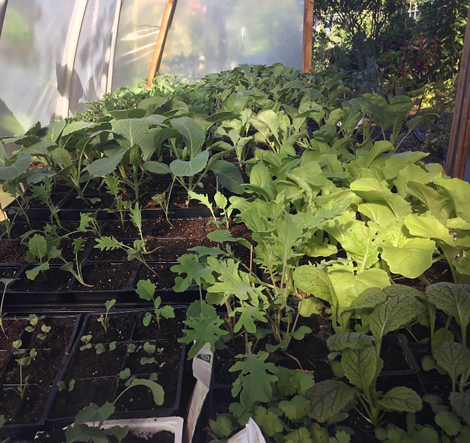 August Organic Plant Sale 2019