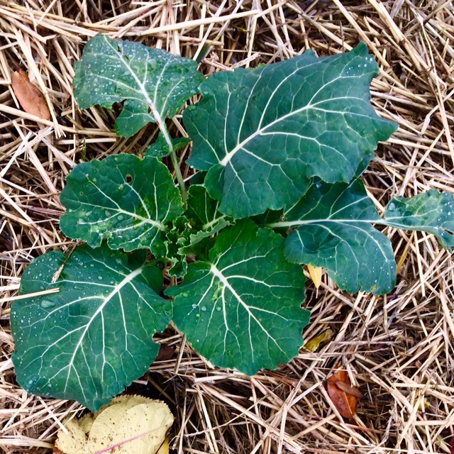 Winter Collard Winter Collard