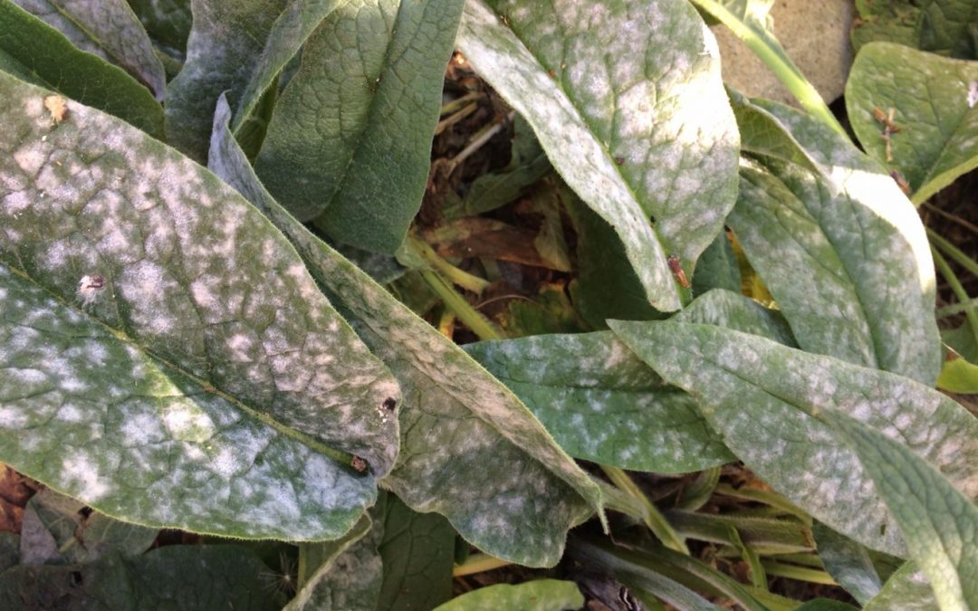 Managing mildew in the organic garden