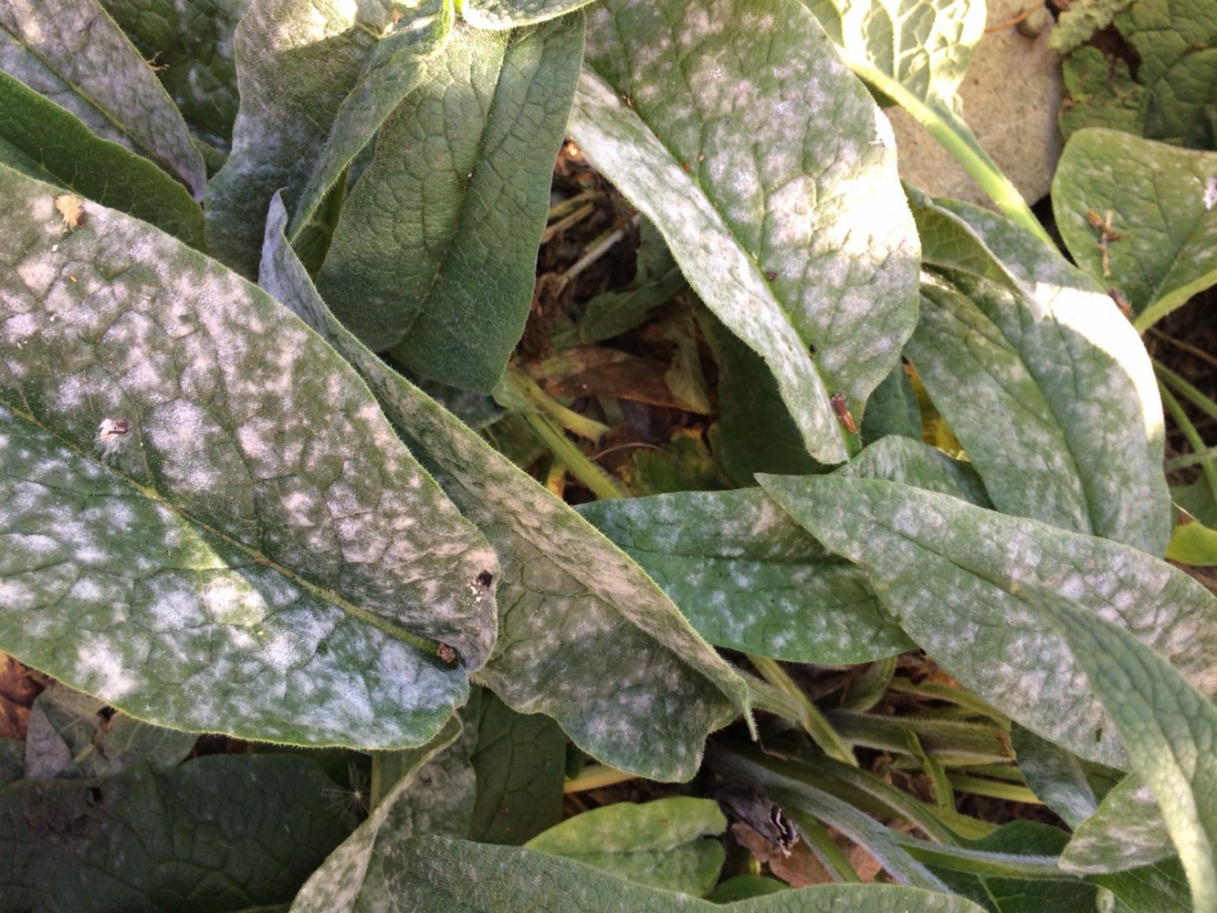 powdery mildew