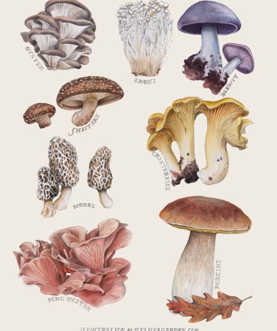 Skills for Low-Tech Mushroom Cultivation – November 25 & 26, 2017