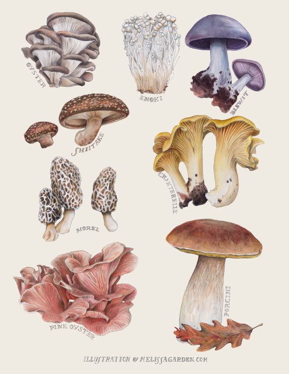 Edible Mushroom Catalog