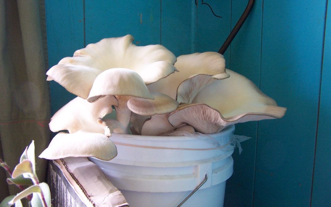 Grow Your Own Oyster Mushrooms Workshop – Sept 24, 2014