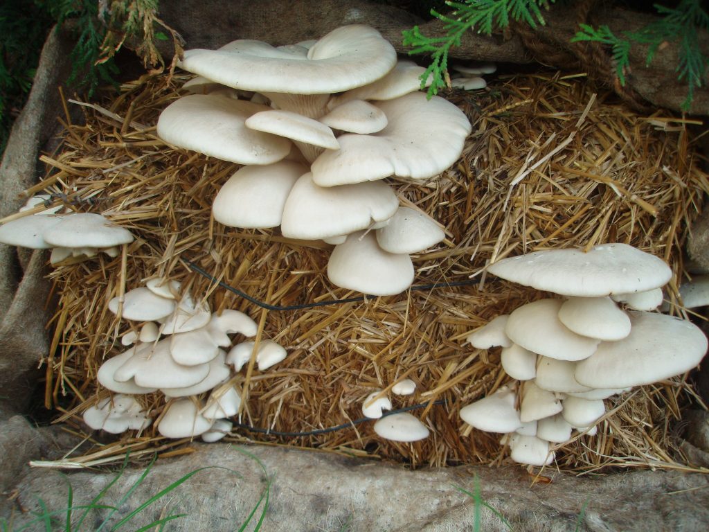 Mushrooms 1