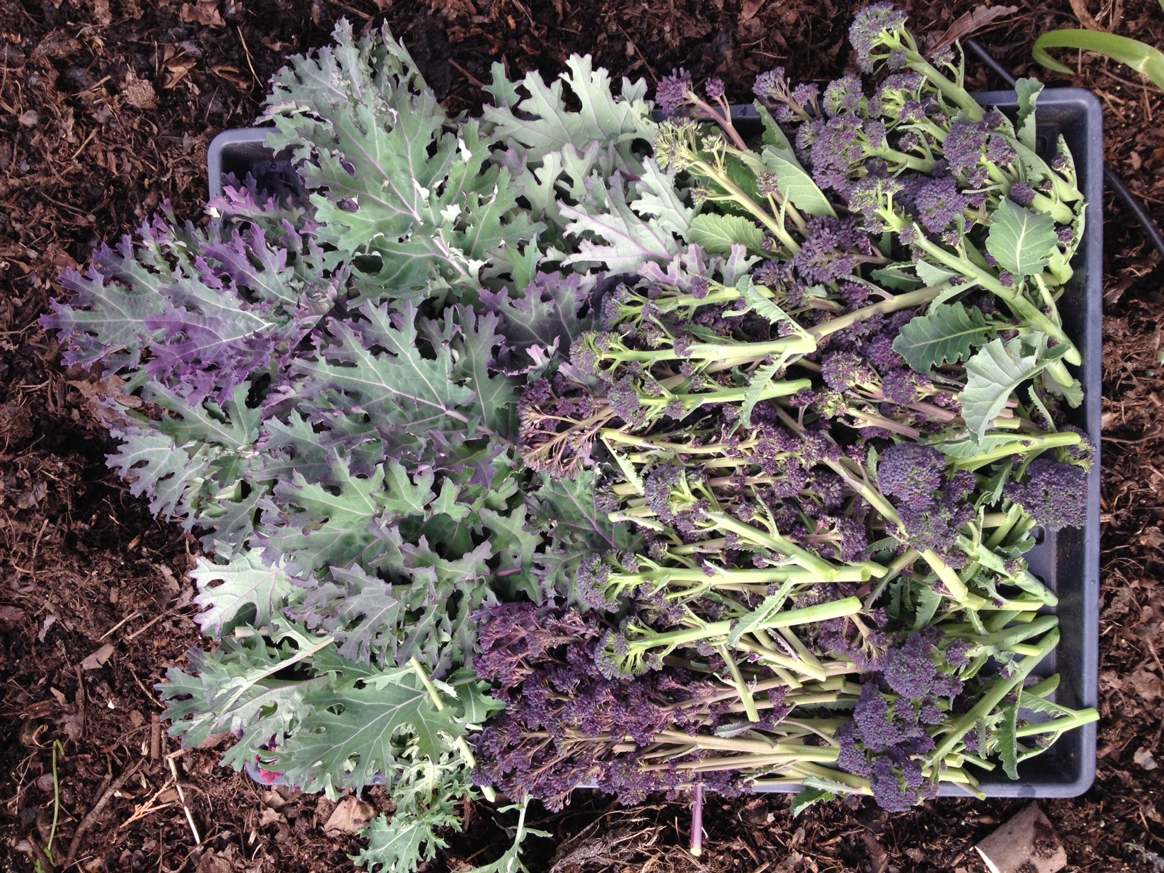 purple sprouting broccoli harvest
