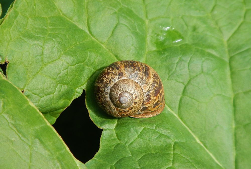 Organic Pest and Disease Management