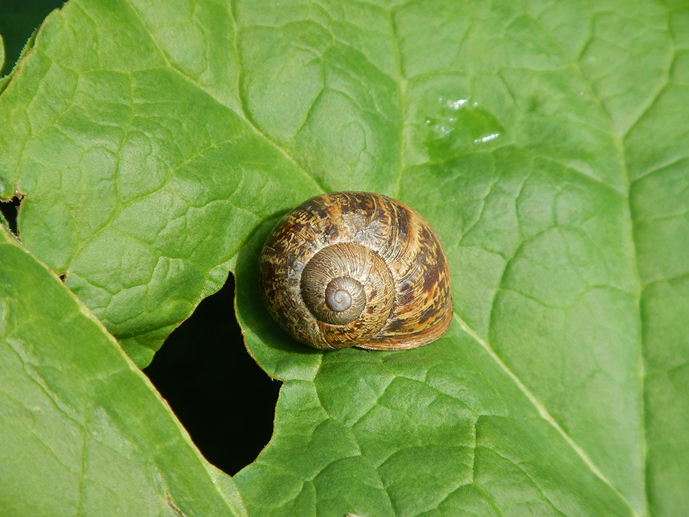 snail