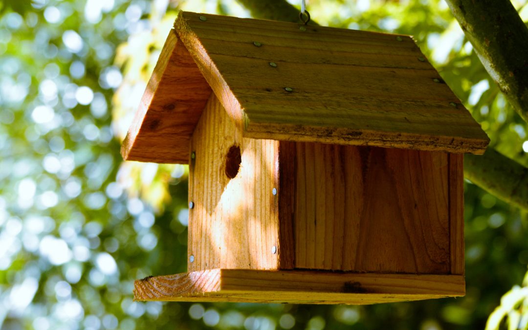 Fernwood homes for Fernwood birds – May 16, 2021